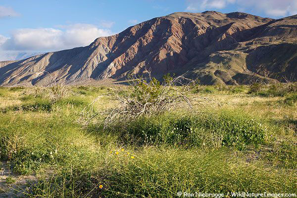 Sahara Mustard infested the wildflower fields in 2010