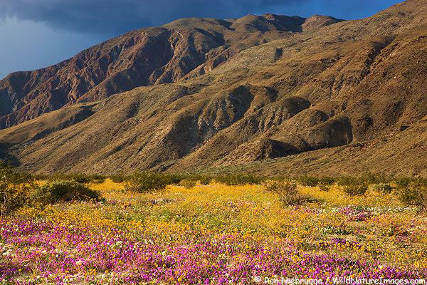 Wildflowers along Henderson Cyn Road