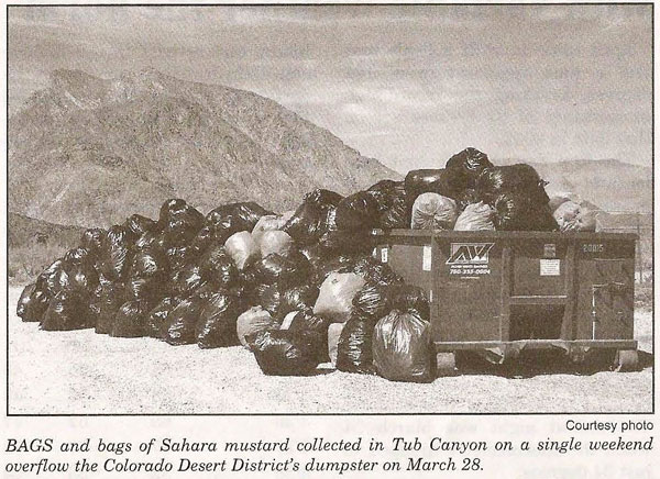 Courtesy Photo - BAGS and bags of Sahara mustard collected in Tub Canyon on a single weekend overflow the Colorado Desert District's dumpster on March 28. 