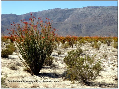 Ocotillo forest