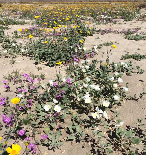 Wildflower fields in 2016